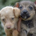 Con iniciativa buscan que animales en venta o adopción estén esterilizados en NL