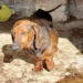 Encuentran a más de 100 perros salchicha enfermos en criaderos ilegales en Argentina