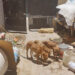 Dueño de 12 perros recibe multa récord por maltrato animal en León, Guanajuato