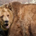 Sacrifican a 3 osos grizzly tras dar positivo a influenza AH5N1 en EU