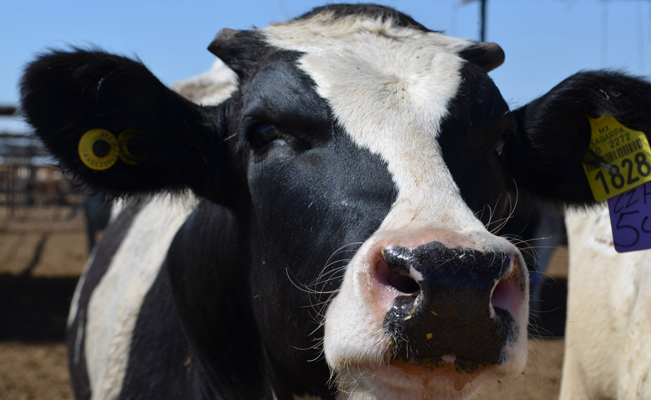En Brasil, analizan posible caso de la enfermedad de las vacas locas